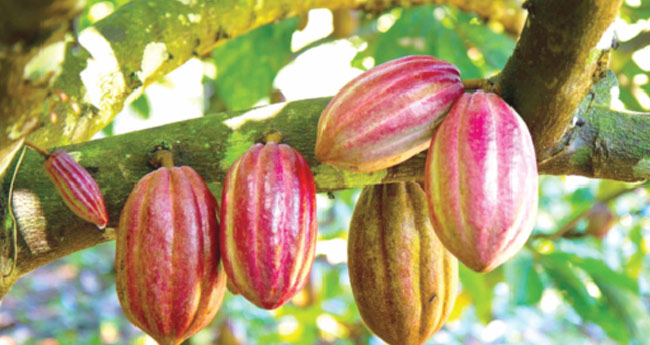 സുവർണകാലം ഓർമ, കൊക്കോയ്ക്ക് ഇടിവ്‌