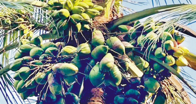 പണം കായ്ക്കും കൽപമരം