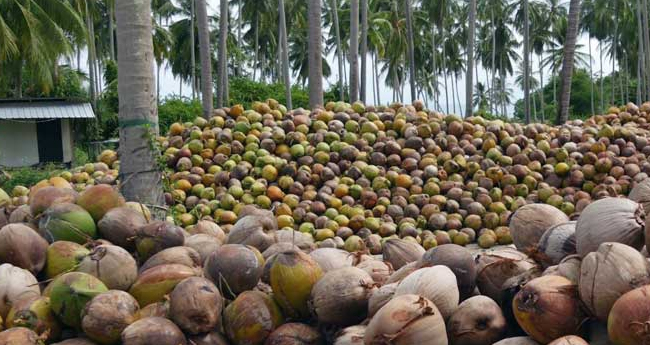 വി​ത്തു​തേ​ങ്ങ സം​ഭ​ര​ണം: ക​ർ​ഷ​ക​ർ​ക്കു കിട്ടാനുള്ളത്‌ മൂ​ന്നു​ കോ​ടി​യി​ലേ​റെ