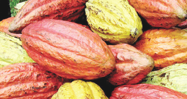 ക​ർ​ഷ​ക​ർ​ക്കു തി​രി​ച്ച​ടി​; കൊ​ക്കോ  വി​ല പാ​തി​യാ​യി കു​റ​ഞ്ഞു