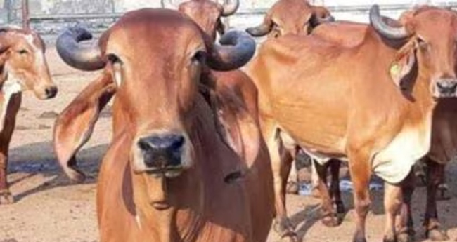 നാടൻ പശുക്കൾക്ക് സമ്മാനങ്ങളുമായി മഹാരാഷ്‌ട്ര സർക്കാർ