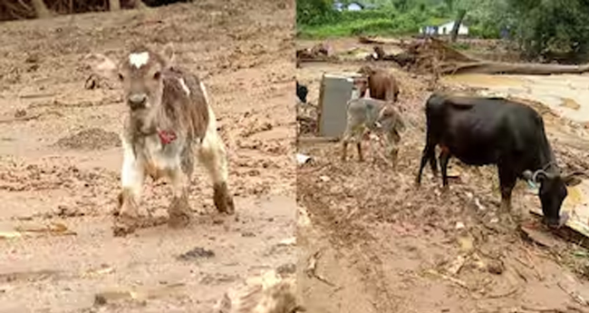 ക്ഷീ​​​​ര​​​​വി​​​​ക​​​​സ​​​​ന മേ​​​​ഖ​​​​ല​​​​യി​​​​ൽ 68.13 ല​​​​ക്ഷം രൂ​​​​പ​​​​യു​​​​ടെ ന​​​​ഷ്ടം