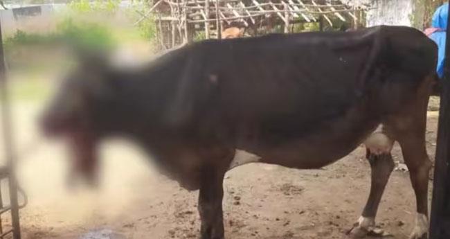 പൊ​റോ​ട്ട​യി​ൽ പൊ​തി​ഞ്ഞു​വ​ച്ച പ​ന്നി പ​ട​ക്കം വാ​യി​ലി​രു​ന്ന് പൊ​ട്ടി പ​ശു​വി​ന് പ​രി​ക്ക്