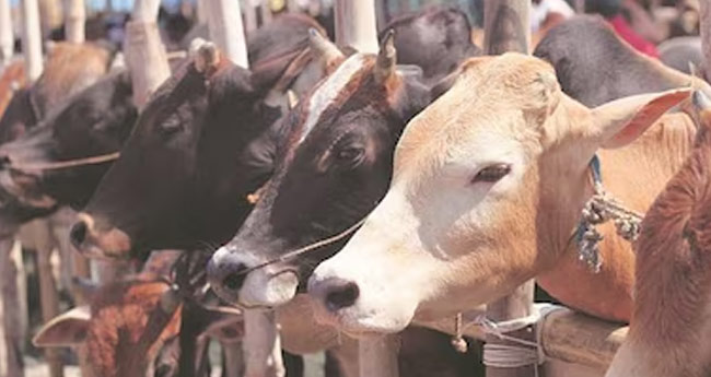 അ​മി​ത​മാ​യി പൊ​റോ​ട്ട ന​ൽ​കി; അ​ഞ്ച് പ​ശു​ക്ക​ൾ ച​ത്തു