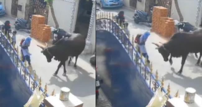 സ്കൂ​ളി​ൽ നി​ന്നും വീ​ട്ടി​ലേ​ക്ക് മ​ട​ങ്ങി​യ വി​ദ്യാ​ർ​ഥി​നി​യെ പ​ശു ആ​ക്ര​മി​ച്ചു