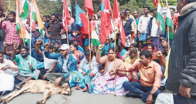 കടുവയുടെ ആക്രമണത്തില്‍ അഞ്ചു പശുക്കള്‍ ചത്തു ; ഉപരോധവുമായി നാട്ടുകാർ