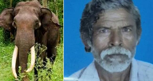 കാ​ട്ടാ​ന ആ​ക്ര​മ​ണം; വ​യോ​ധി​ക​ൻ കൊ​ല്ല​പ്പെ​ട്ടു