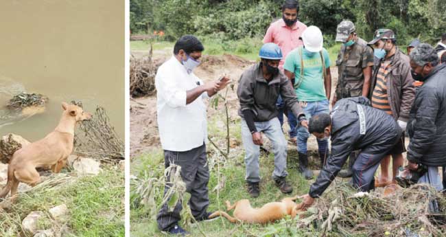 പെട്ടിമുടിക്കു കണ്ണീരായി കുഞ്ഞു  ധ​​​നു​​​ഷ്ക​​​യും കളിക്കൂട്ടുകാരി ‘കുവി’യും