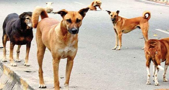 പൊ​തു​സ്ഥ​ല​ത്ത്  തെ​രു​വ് നാ​യ​ക​ൾ​ക്ക് ഭ​ക്ഷ​ണം ന​ൽ​കി​യാ​ൽ 10,000 രൂ​പ പി​ഴ