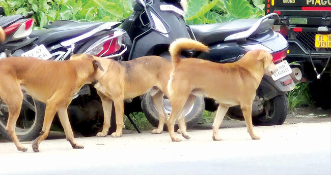 ഉത്രാടത്തിരക്കിൽ തെരുവുനായ  വിളയാട്ടം; 13 പേ​ർ​ക്ക് ക​ടി​യേ​റ്റു