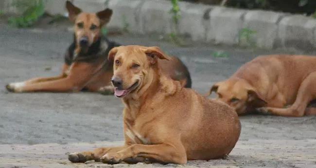 ചെ​റി​യ​നാ​ട് തെ​രു​വ് നാ​യ​യു​ടെ ആ​ക്ര​മ​ണം; അ​ഞ്ച് പേ​ർ​ക്ക് ക​ടി​യേ​റ്റു