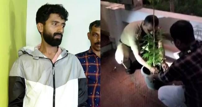 വാ​ട​ക വീ​ട്ടി​ൽ ക​ഞ്ചാ​വ് കൃ​ഷി; അ​ക്കൗ​ണ്ട്സ് ജ​ന​റ​ൽ ഓ​ഫീ​സ് ഉ​ദ്യോ​ഗ​സ്ഥ​ൻ പി​ടി​യി​ൽ