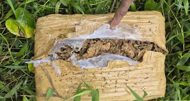 കോ​ഴി​ക്കോ​ട്ട് ആ​ളൊ​ഴി​ഞ്ഞ പ​റ​മ്പി​ൽ ഉ​പേ​ക്ഷി​ക്ക​പ്പെ​ട്ട​നി​ലി​യി​ൽ ക​ഞ്ചാ​വ് പൊ​തി