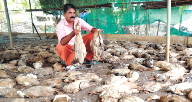 നാ​യ്ക്കളുടെ താറാവുകുരുതി