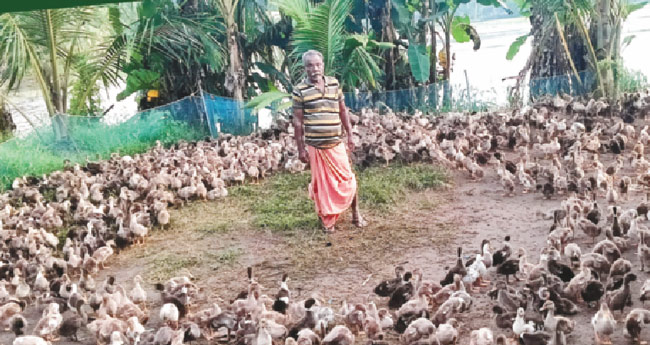 താളംതെറ്റി താറാവുകൃഷി