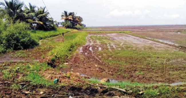 കൃഷിമ​ന്ത്രി​യു​ടെ പ്ര​ഖ്യാ​പ​നം പാ​ഴ്‌വാക്കാ​യി;  ഇ ​ബ്ലോ​ക്ക് കാ​യലിൽ വി​ത​യ്ക്കാ​ൻ വി​ത്തി​ല്ല