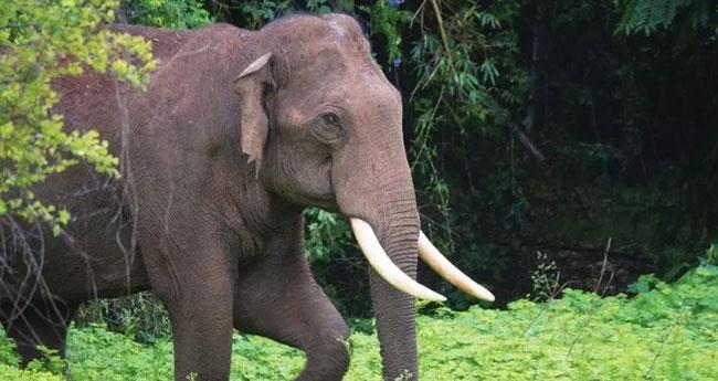 ആ​റ​ള​ത്ത് വീ​ണ്ടും കാ​ട്ടാ​ന ആ​ക്ര​മ​ണം; തൊ​ഴി​ലാ​ളി​ക്ക് ഗു​രു​ത​ര​പ​രി​ക്ക്