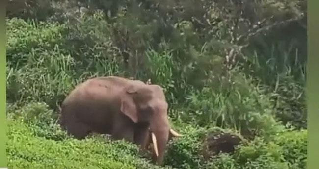 മ​ല​ക്ക​പ്പാ​റ​യി​ൽ തോ​ട്ടം തൊ​ഴി​ലാ​ളി​ക​ൾ​ക്കു നേ​രെ കാ​ട്ടാ​ന ആ​ക്ര​മ​ണം