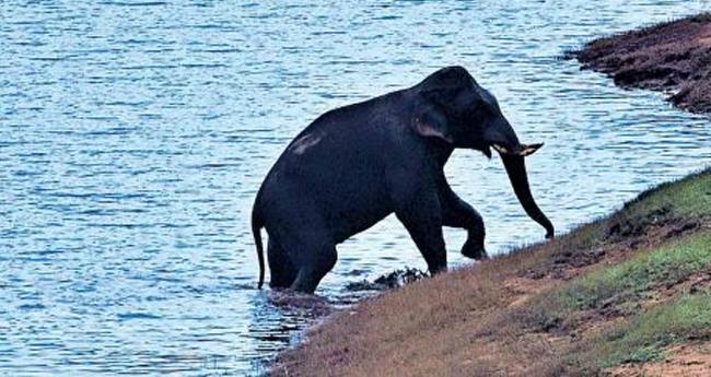 ച​ക്ക​ക്കൊ​ന്പ​ൻ കാടി​റ​ങ്ങി; ഭ​യ​ന്നോ​ടി​യ​യാ​ൾ​ക്ക് വീ​ണ് പ​രി​ക്ക്