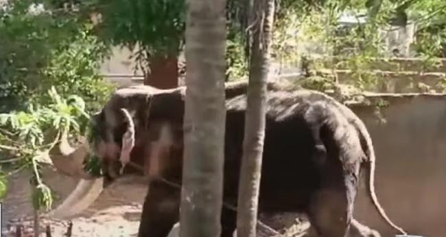നി​ല​മ്പൂ​രി​ൽ ഉ​ത്സ​വ​ത്തി​നെ​ത്തി​ച്ച ആ​ന​യി​ട​ഞ്ഞു