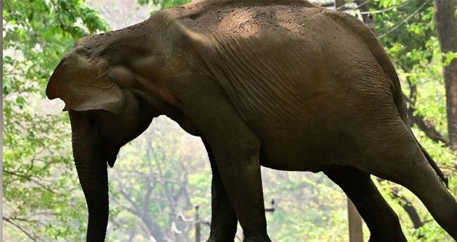 ട്രെ​യി​ൻ ഇ​ടി​ച്ചു പ​രി​ക്കേ​റ്റ കാ​ട്ടാ​ന ച​രി​ഞ്ഞു