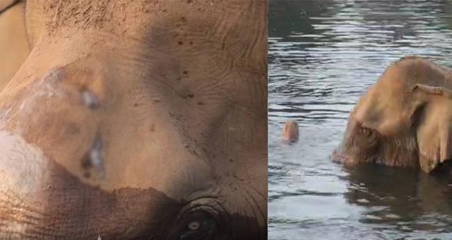 അ​തി​ര​പ്പി​ള്ളി വ​ന​ത്തി​ൽ മ​സ്ത​ക​ത്തി​ന് പ​രി​ക്കേ​റ്റ കാ​ട്ടാ​ന​യെ ഇ​ന്ന് പ​രി​ശോ​ധി​ക്കും