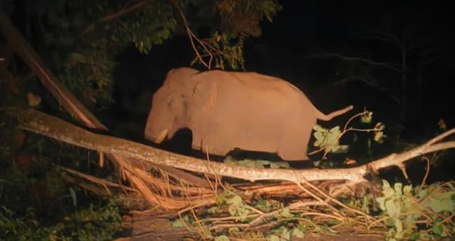പ​രാ​ക്ര​മ​വു​മാ​യി ക​ബാ​ലി; കെ​എ​സ്ആ​ർ​ടി​സി ബ​സ് ആ​ക്ര​മി​ച്ചു