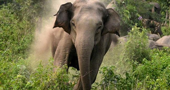 വ​യ​നാ​ട്ടി​ൽ കാ​ട്ടാ​ന ആ​ക്ര​മ​ണം; ഒ​രാ​ൾ​ക്ക് പ​രി​ക്ക്