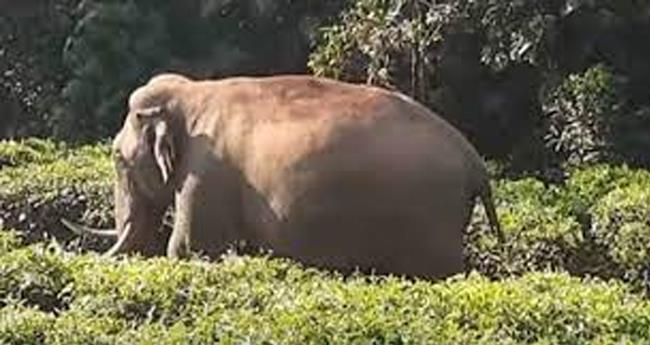 കാ​ട്ടാ​ന ആ​ക്ര​മ​ണ​ത്തി​ൽ യു​വാ​വി​ന് ദാ​രു​ണാ​ന്ത്യം