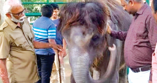 കോന്നി ആനത്താവളത്തിലെ കൊച്ചയ്യപ്പൻ ചരിഞ്ഞു
