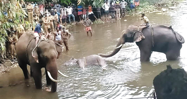 കാ​ട്ടാ​ന ച​രി​ഞ്ഞ സം​ഭ​വം:  ഒ​രു പ്ര​തി പി​ടി​യി​ൽ