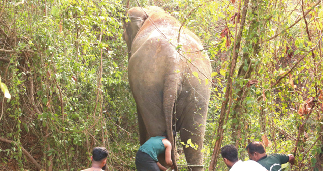 ആ​ന വി​ര​ണ്ടു, സ്തം​ഭി​ച്ച് പ​ട്ടാ​ന്പി ന​ഗ​രം