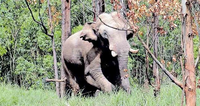വ​യ​നാ​ട്ടി​ൽ വ​നം​വ​കു​പ്പ് സ്ഥാ​പി​ച്ച റോ​പ്പ് ഫെ​ൻ​സിം​ഗ് കാ​ട്ടാ​ന ത​ക​ർ​ത്തു