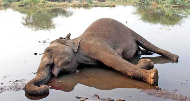 കോ​ന്നി​യി​ൽ കാ​ട്ടാ​ന ച​രി​ഞ്ഞു; ആ​ന​യു​ടെ വാ​യി​ൽ ആ​ഴ​ത്തി​ൽ മു​റി​വ്