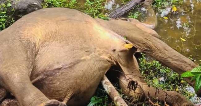 നെ​ല്ലി​യാ​മ്പതി​യി​ല്‍ കാ​ട്ടാ​ന ച​രി​ഞ്ഞ​നി​ല​യി​ല്‍