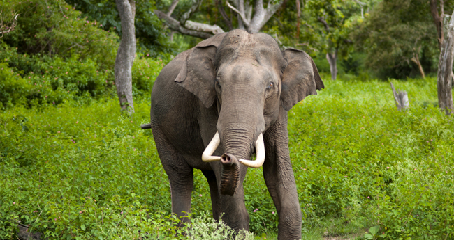 കാ​ട്ടാ​ന​യു​ടെ ആ​ക്ര​മ​ണ​ത്തി​ൽ  തോ​ട്ടം ജീ​വ​ന​ക്കാ​ര​ൻ മ​രി​ച്ചു