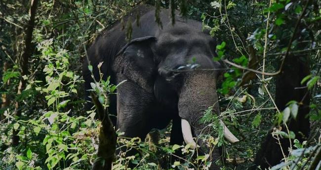 കാ​ട്ടാ​ന​ക്ക​ലി​യി​ൽ സം​സ്ഥാ​ന​ത്ത് വീ​ണ്ടും ജീ​വ​ൻ പൊ​ലി​ഞ്ഞു