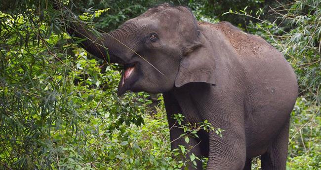 കാ​ട്ടാ​ന​യു​ടെ ആ​ക്ര​മ​ണ​ത്തി​ല്‍ ക​ര്‍​ഷ​ക​ന്‍ മ​രി​ച്ചു