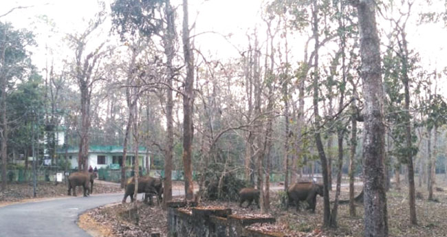 കാട്ടാനക്കൂട്ടങ്ങൾ കാ​ടി​റ​ങ്ങുന്നു;  ജ​​നം ഭീ​​തി​​യി​​ൽ