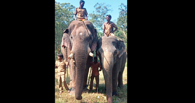 ത​മി​ഴ്നാ​ട്ടി​ൽ ആ​ന​പൊ​ങ്ക​ൽ; മൂ​ന്നാ​റി​ന്‍റെ ചി​ന്ന​ത​ന്പി​യും താ​ര​മാ​യി