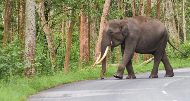 വിനോദസഞ്ചാരത്തിനെത്തിയ യുവതിയെ കാട്ടാന ചവിട്ടിക്കൊന്നു