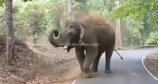 കോ​ത​മം​ഗ​ല​ത്ത് കാ​ട്ടാ​ന​യാ​ക്ര​മ​ണം; ഇ​രു​ച​ക്ര വാ​ഹ​ന​യാ​ത്രി​ക​ന് പ​രി​ക്കേ​റ്റു