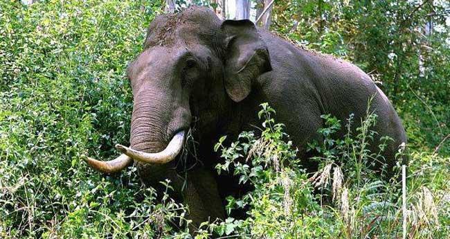 പാ​ല​ക്കാ​ട് ധോണി ആനത്താവളത്തിൽ കു​ങ്കി​യാ​ന​യെ കാ​ട്ടാ​ന അ​ക്ര​മി​ച്ചു