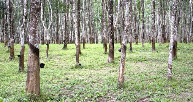 പട്ടയഭൂമിയിൽ മ​നു​ഷ്യ​ർ​ക്കു ജീ​വി​ക്കേ​ണ്ടേ?  വാ​യും പൂ​ട്ടി രാ​ഷ്‌ട്രീ​യ നേ​താ​ക്ക​ൾ!