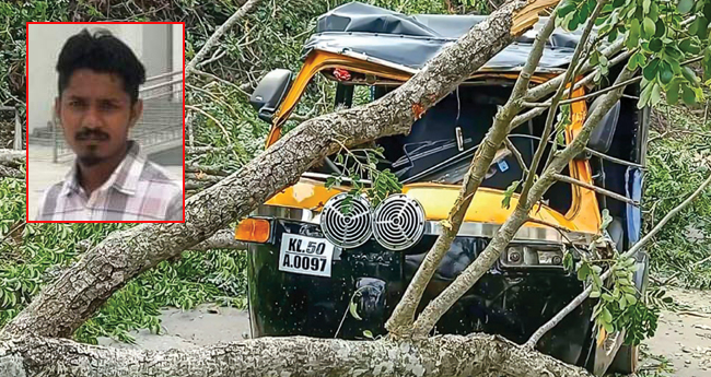 ഓ​ട്ടോ​റി​ക്ഷ​യ്ക്കു​ മുകളിൽ മ​രംവീ​ണ് യു​വാ​വ് മ​രി​ച്ചു