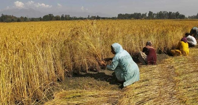 വിള വായ്പാ തിരിച്ചടവില്‍ കര്‍ഷകര്‍ക്ക് ഇളവ്