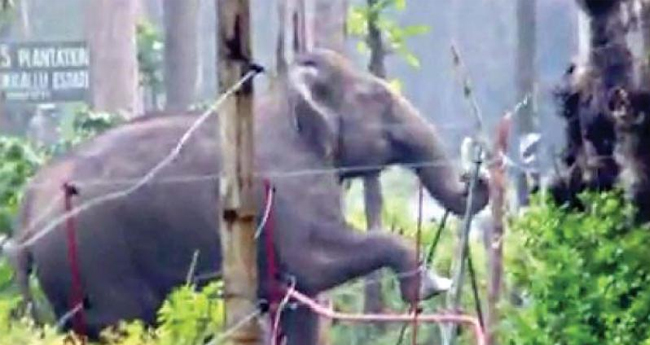 വന്യമൃഗ ആക്രമണം; കേരളം ചോദിക്കുന്നത് 620 കോടി , കേന്ദ്രം നൽകിയത് 41 കോടി