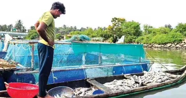 യു​വ ക​ർ​ഷ​ക​രു​ടെ കൃ​ഷി​യി​ട​ത്തി​ലെ മ​ത്സ്യ​ങ്ങ​ൾ കൂ​ട്ട​ത്തോ​ടെ ച​ത്തു​പൊ​ങ്ങി