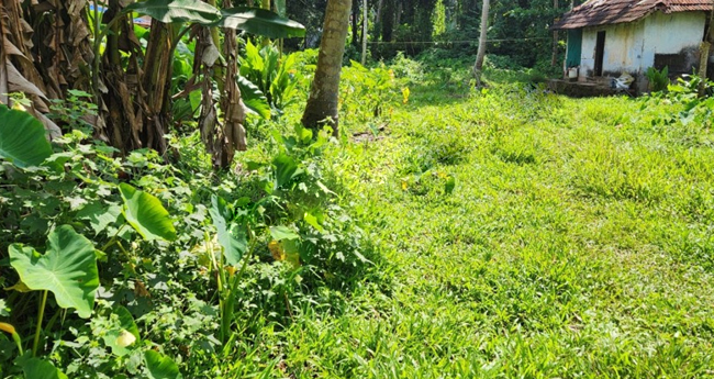 കാ​ടു​പി​ടി​ച്ച  പ​റ​ന്പു​ക​ൾ  വൃ​ത്തി​യാ​ക്കാ​ൻ  സ​ർ​ക്കാ​ർ നി​ർ​ദേ​ശം