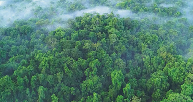 വനനിയമ ഭേദഗതി: കേന്ദ്രം പിന്മാറുന്നു